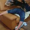 【犬の避妊手術⑥】術後一週間経過＆１０日目に抜糸
