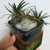 植物育成ライト Jcbritw 60w ドルステニアギガスは成長するか And Plants 植物育成ライト Jcbritw 60w ドルステニアギガスは成長するか And Plants