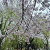 雨の中の桜🌸