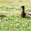 昨日の鳥見