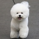 BICHON&ZIL NOBLE DIARY