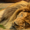 <ドライブスルー動物園について考察する>コロナウイルスに対しての動物園の新しい形になるのか？