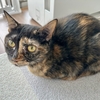 愛猫の冬支度。