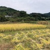 熊本の在来種、穂増(ほまし)米