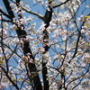 続さくら三昧「霞桜」