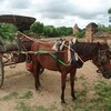 子連れでミャンマー旅行！⑨～4日目(1)馬車でオールドバガン観光 アーナンダ寺院・タウンビー村・屋台で昼食～