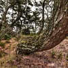 三里松原の松　福岡県岡垣町