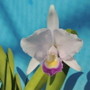 Cattleya trianae f.coerulea`Metis'   