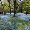 ネモフィラ満開です　日比谷公園　千代田　東京