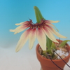 Bulbophyllum sp. from.Borneo