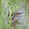 タカブシギは鷹斑鴫