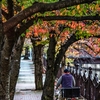 １１月の桜道