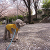 今年最後の桜 in 六本木さくら坂