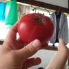 をは