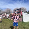 淀川河川公園背割堤地区、お花見ラン