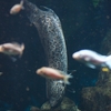 プロトプテルス・エチオピクス Protopterus aethiopicus