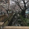 cherry blossom