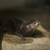 コツメカワウソ Aonyx cinerea