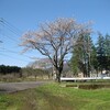 本日の桜