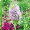 オニナベナ、あるいはラシャカキグサの花