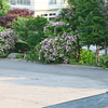 暑かった6月下旬と、春がすみ