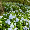 会津屈指の紫陽花スポット、猪苗代の亀ヶ城城址公園で美しい紫陽花を撮影してきました..！