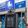 銀座の猫