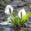 横根山周辺の花