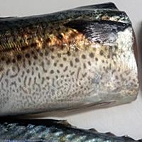 青魚とは 動植物の人気 最新記事を集めました はてな 青魚とは 動植物の人気 最新記事を集めました はてな