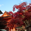 京都(上賀茂神社)