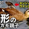 0807【カルガモ親子の悲劇】エンジェル・ウイング奇形・怪我・置き去り・迷子・・・野鳥にパンをあげないで【今日撮り野鳥動画まとめ】身近な生き物語