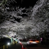【花見】昼も夜もサクラな一日⑨　～撮りテツから夜桜へ～
