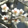 延慶寺の兜梅（かぶとうめ）が 満開【熊本】