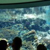 美ら海水族館へ行った。子連れや海が好きなら是非