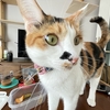 猫のトイレハイがかわいいです♪♪(*´∀｀*人*´∀｀*)♪♪