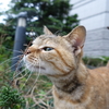 きょうのどらやきちゃん時々なかちゃん 6/30