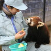 八木山動物公園 レッサーパンダ大きくなったなぁ