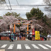 京都の桜2016・平野神社