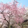 さくら、桜