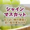 シャインマスカットがすっぱい理由と甘い粒の見分け方！甘さを引き出す食べ方や活用法もご紹介