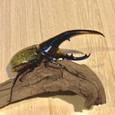 Natural-Aspiration’s blog
