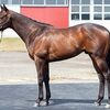 ２０日にゲート試験に初挑戦。無事１発で合格しました。ＪＲＡの競走馬登録も完了。☆ロードアラビアン