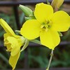 ロボウガラシの花