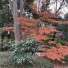 都筑の森年の瀬　まだ紅葉