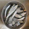 若洲海浜公園は12月中旬でもまだイワシが釣れたぞ