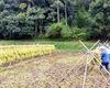 25/09/20　谷戸田の風景　稲刈り