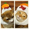 昨日はミミ様の31回目の月命日。 