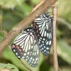 横浜の野山を散策中にアカボシゴマダラの交尾を発見