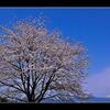 桜と浅間山
