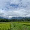 2023/08/09 水曜日　アサガオ咲く